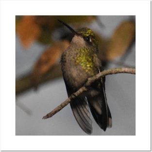 Broad-Billed Hummingbird Posters and Art